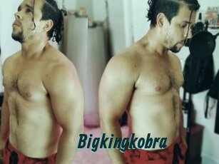 Bigkingkobra