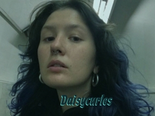 Daisycurles