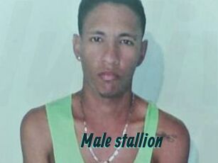 Male_stallion